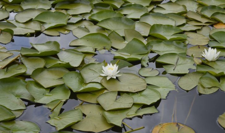 Featured Image